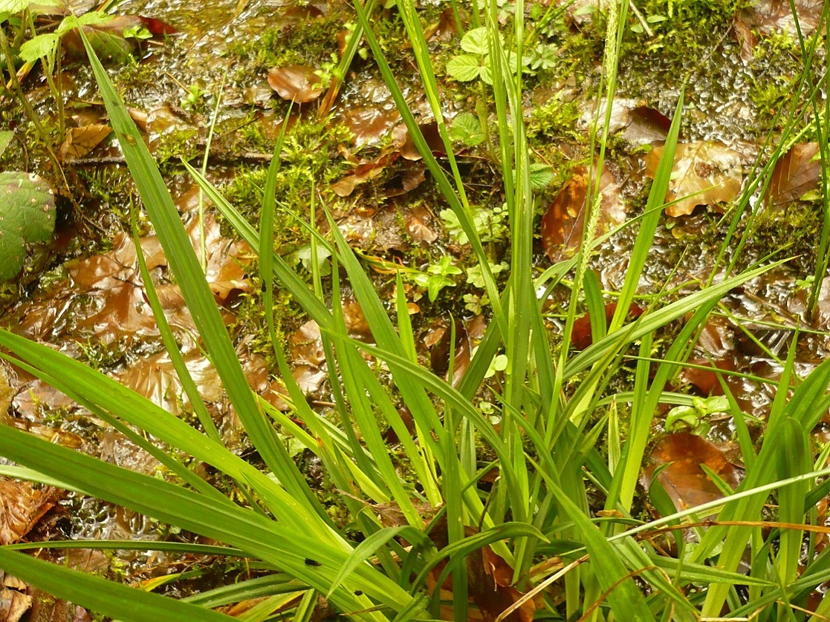 Carex laevigata (Cyperaceae)